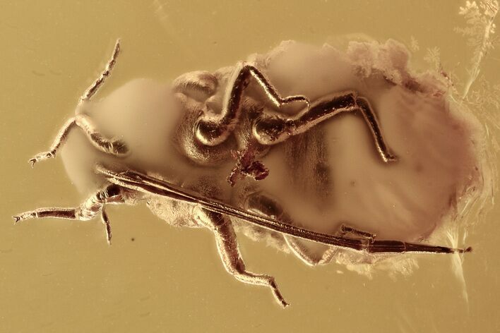 Fossil Aphids (Adult and Nymph) and a Springtail In Baltic Amber #335627